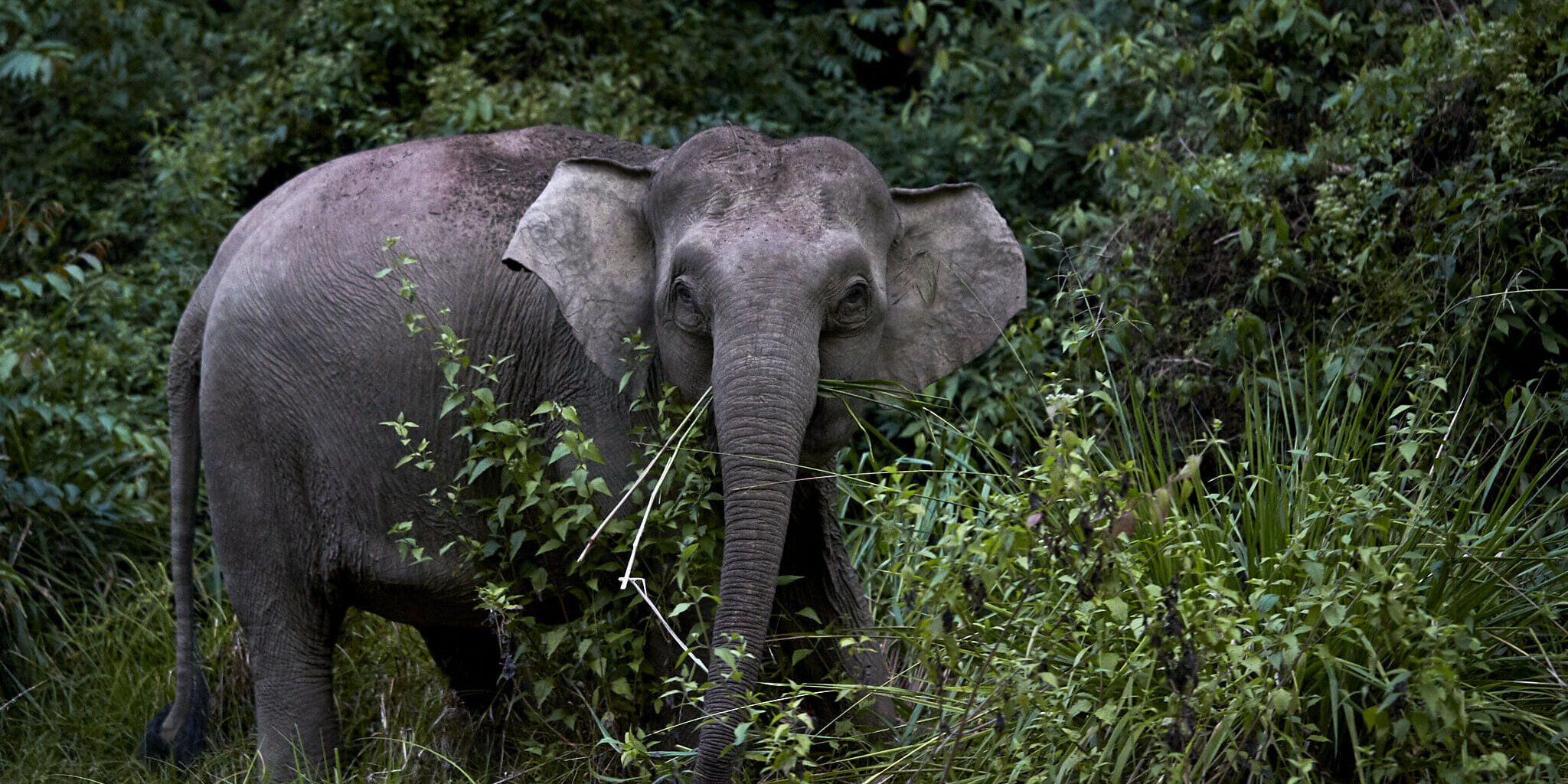 Borneo pygmy elephant, Elephas maximus borneensis