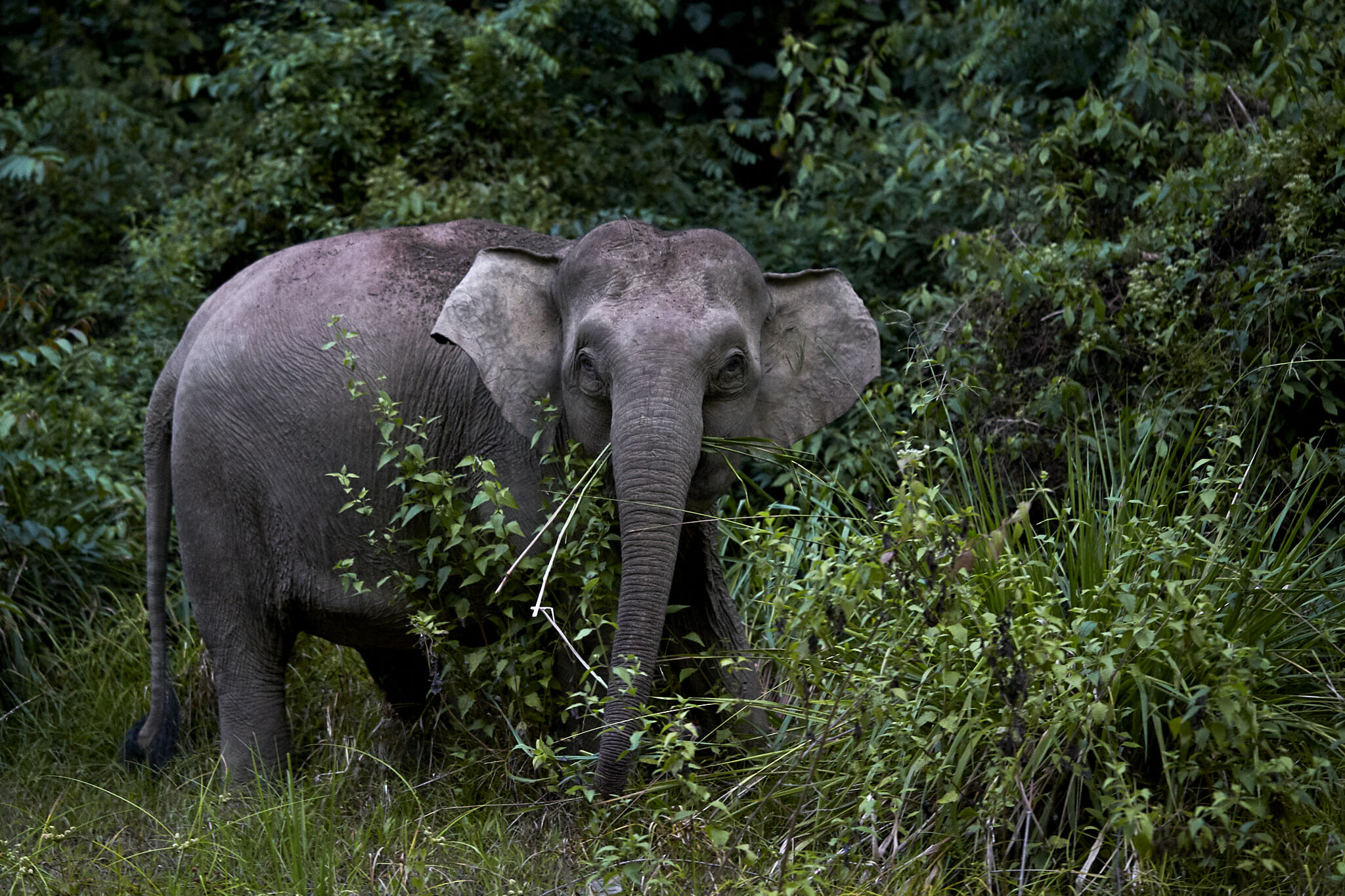 Borneo pygmy elephant, Elephas maximus borneensis