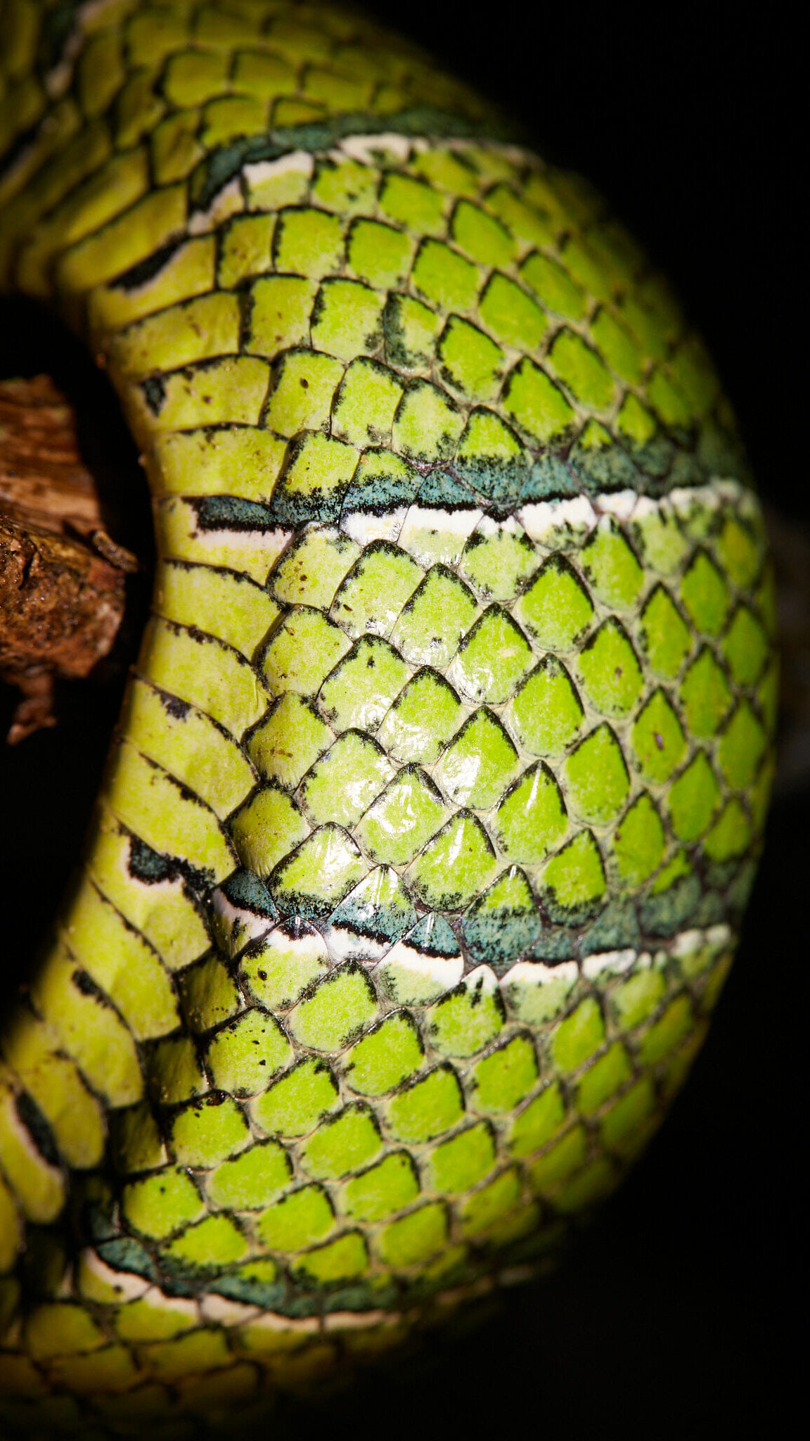 Female Tropidolaemus subannulatus (Keeled Pit-viper)