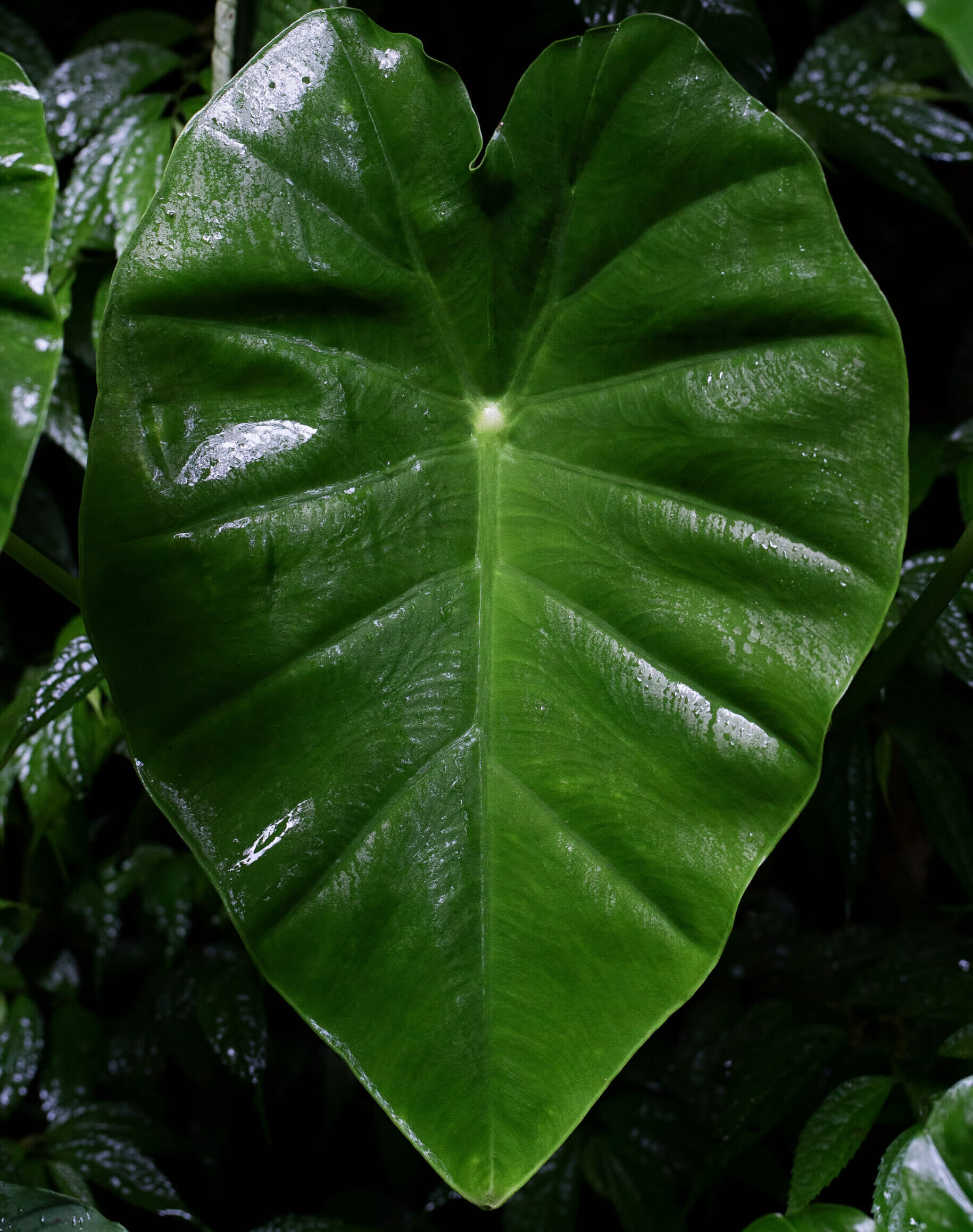 Et stort grønt regnskovsblad fra Borneo. Glinsende efter den varme tropiske regn.