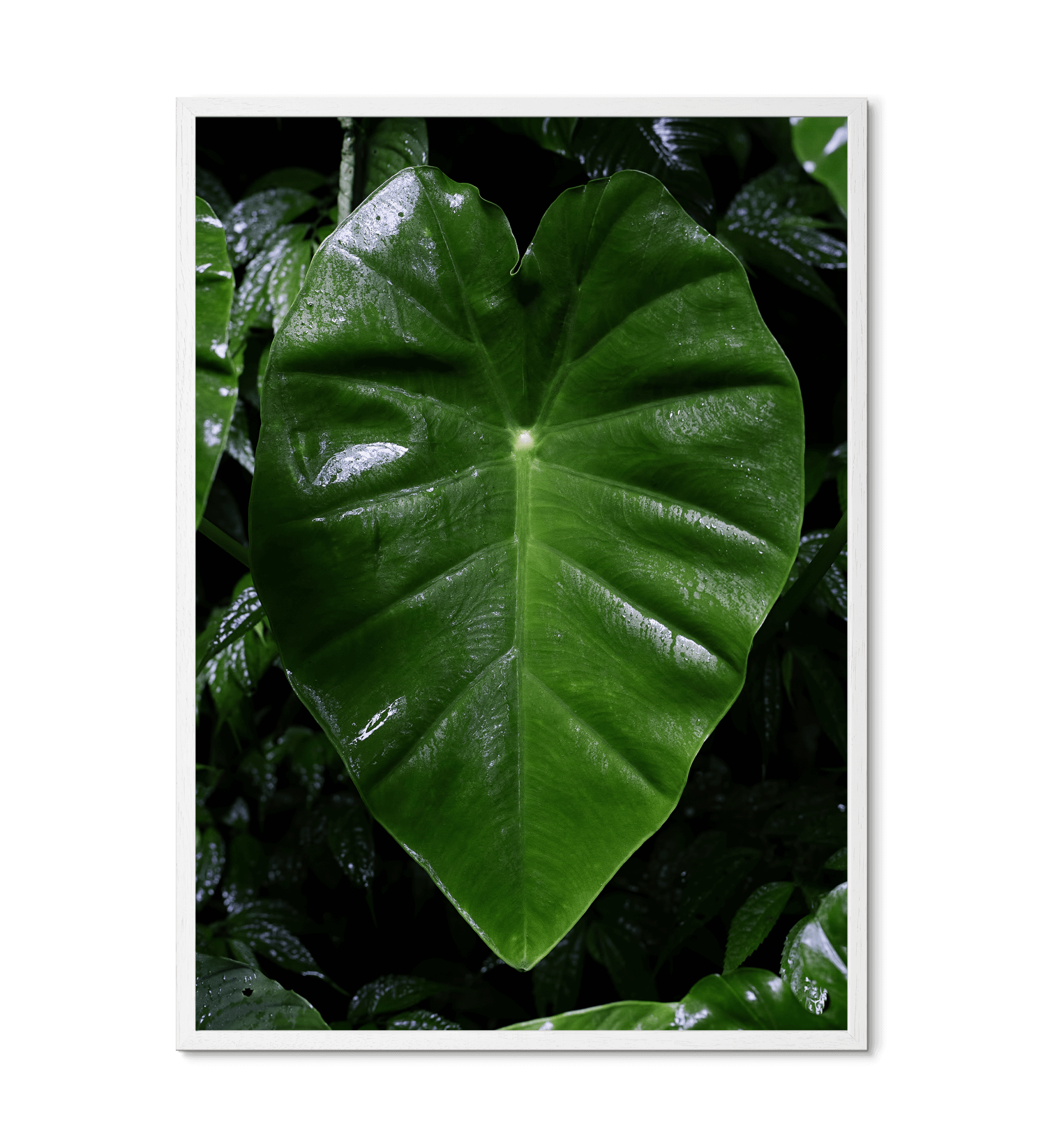 Regnskovsblad fra Borneo - Hvid træ ramme fsc