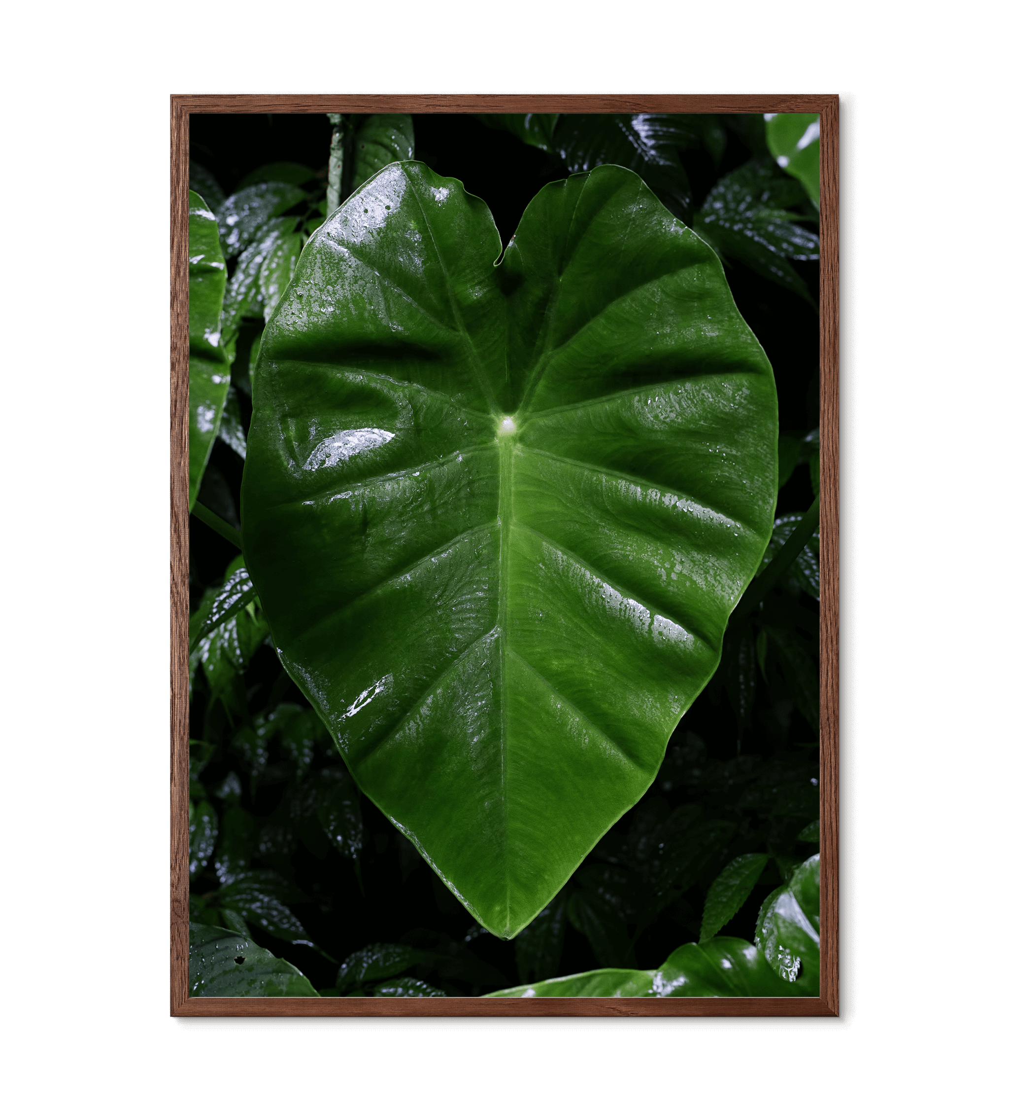 Regnskovsblad fra Borneo - Mørk egetræ ramme fsc