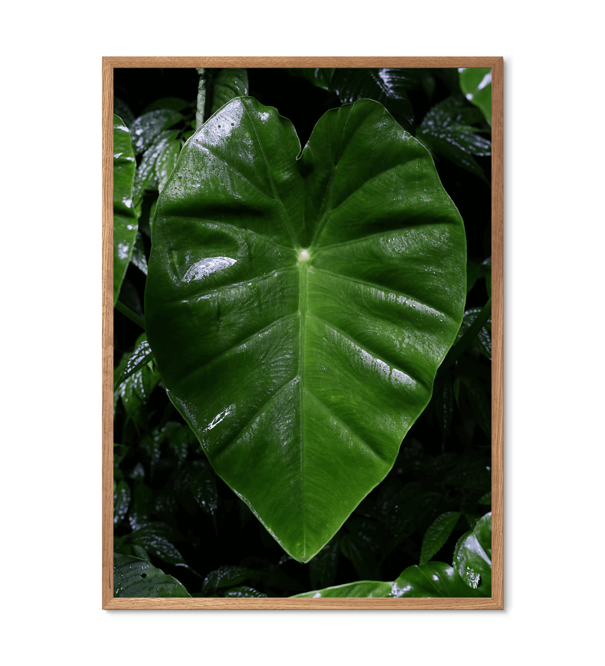 Regnskovsblad fra Borneo - Natur egetræ ramme fsc