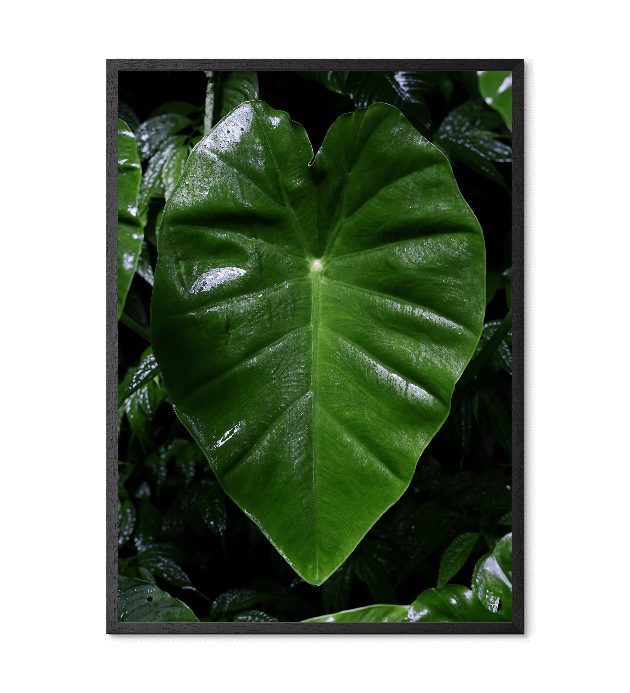 Regnskovsblad fra Borneo - Sort træ ramme fsc