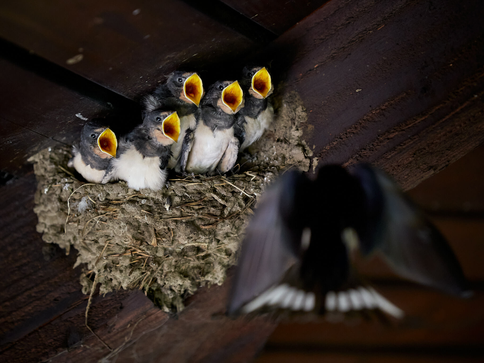 Swallows getting ready to be fed by mother